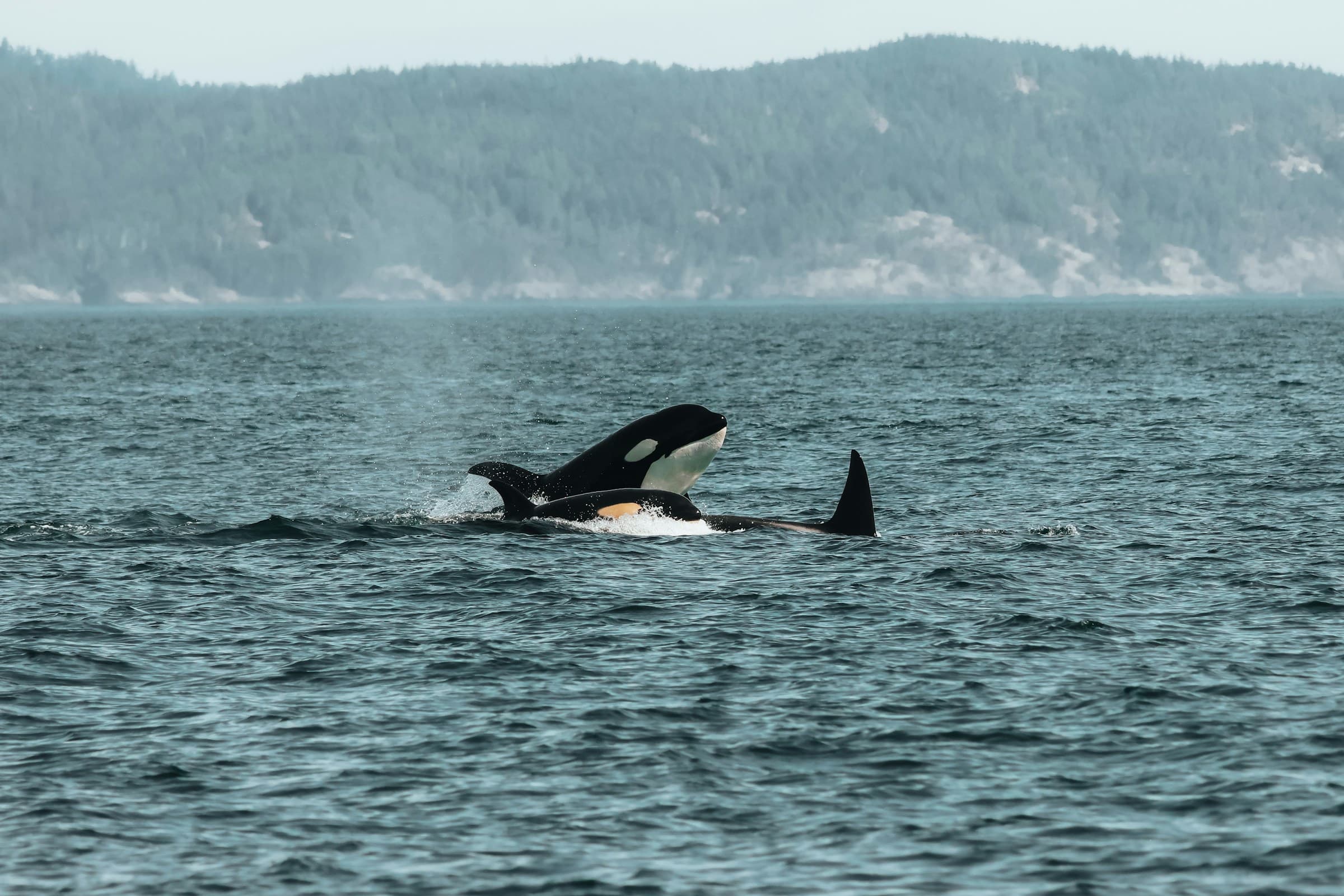 Orcas surfacing together off a wooded shore